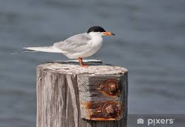 Image result for Sterna forsteri