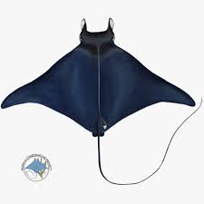 Image result for Mobula thurstoni