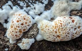 Attēlu rezultāti vaicājumam “Abortiporus biennis”