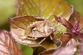 Attēlu rezultāti vaicājumam “Dolycoris baccarum”