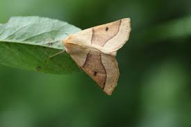 Attēlu rezultāti vaicājumam “Crocallis elinguaria”