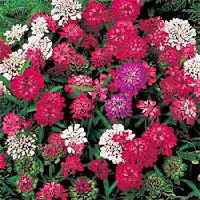 Image result for Iberis umbellata