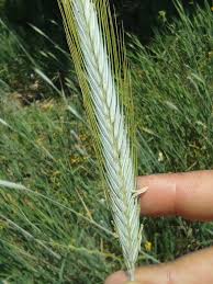 Image result for Secale cereale