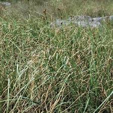 Attēlu rezultāti vaicājumam “Cladium mariscus bud”