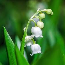 Attēlu rezultāti vaicājumam “Convallaria majalis flower”