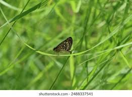Attēlu rezultāti vaicājumam “Heteropterus morpheus upperside”