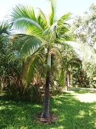 Attēlu rezultāti vaicājumam “Diderma montanum var. album macro”