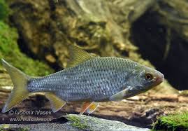 Image result for Rutilus heckelii