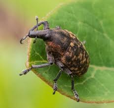 Attēlu rezultāti vaicājumam “Larinus sp.”