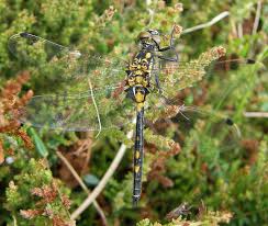 Attēlu rezultāti vaicājumam “Leucorrhinia dubia male”