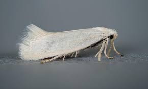 Attēlu rezultāti vaicājumam “Elachista argentella”