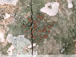 Attēlu rezultāti vaicājumam “Bacidia rubella”