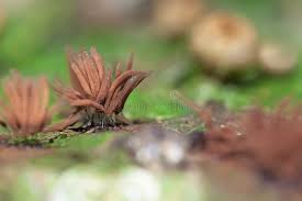 Attēlu rezultāti vaicājumam “myxomicetes”