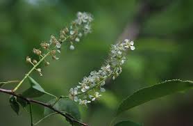 Attēlu rezultāti vaicājumam “Prunus serotina flower”