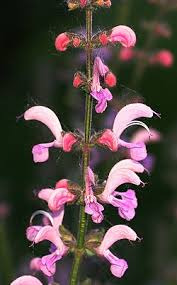 Image result for Salvia pratensis `Rose Rhapsody