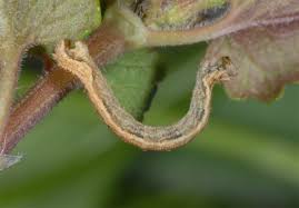 Attēlu rezultāti vaicājumam “Idaea seriata”