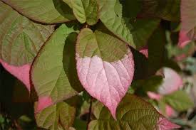 Attēlu rezultāti vaicājumam “Actinidia kolomikta”