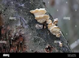 Attēlu rezultāti vaicājumam “Antrodiella serpula”