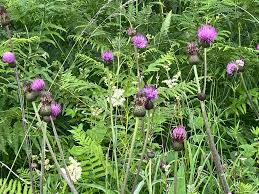Attēlu rezultāti vaicājumam “Cirsium heterophyllum”
