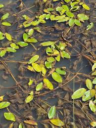Attēlu rezultāti vaicājumam “Potamogeton gramineus”