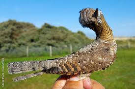 Image result for Jynx torquilla