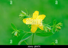 Attēlu rezultāti vaicājumam “Hypericum maculatum flower”