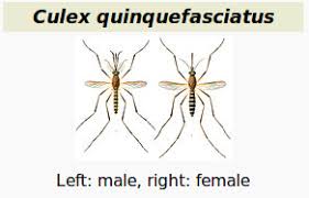Attēlu rezultāti vaicājumam “Culex pipiens female”