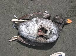 Image result for Fratercula cirrhata