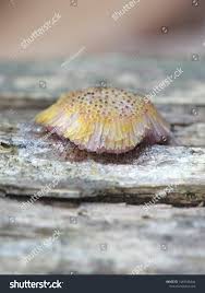 Attēlu rezultāti vaicājumam “Comatricha sp.”