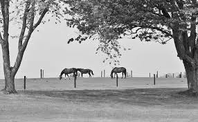 Image result for North Lammermuir Riding Club