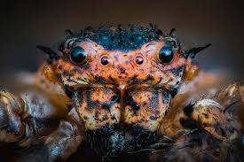 Attēlu rezultāti vaicājumam “Thomisidae”