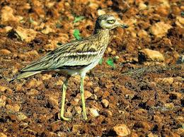 Image result for Burhinus oedicnemus