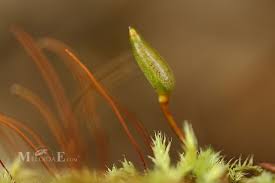 Attēlu rezultāti vaicājumam “Buxbaumia viridis”