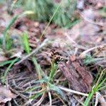 Attēlu rezultāti vaicājumam “Luzula campestris fruit”