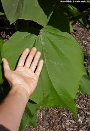 Attēlu rezultāti vaicājumam “Catalpa ovata leaf”