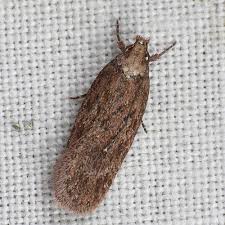 Attēlu rezultāti vaicājumam “Depressaria olerella”