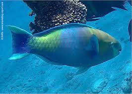 Image result for Scarus ferrugineus