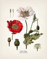 Image result for Papaver somniferum