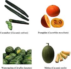 Attēlu rezultāti vaicājumam “Cucurbitaceae”