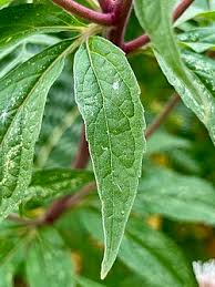 Image result for Eupatorium cannabinum