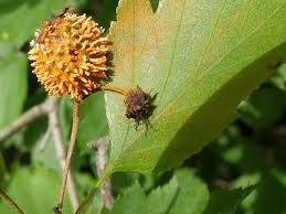 Attēlu rezultāti vaicājumam “Pucciniales”