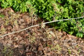 Attēlu rezultāti vaicājumam “Hamamelis japonica leaf”