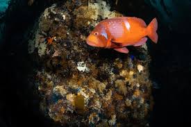 Image result for Chrysoblephus cristiceps