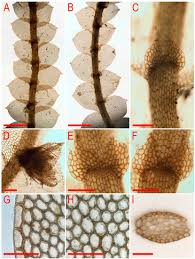 Attēlu rezultāti vaicājumam “Calypogeia sphagnicola”