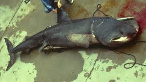 Image result for Cetorhinus maximus