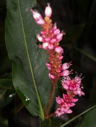 Attēlu rezultāti vaicājumam “Polygonum amphibium flower”