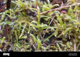 Attēlu rezultāti vaicājumam “Brachythecium rivulare sporophyte”