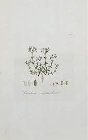 Attēlu rezultāti vaicājumam “Cerastium semidecandrum leaf”