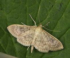 Attēlu rezultāti vaicājumam “Pleuroptya ruralis”