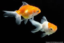 Image result for 金魚